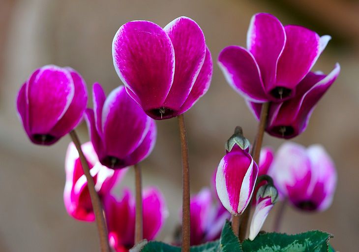 Many flowers love this procedure, but cyclamen hates it: this is what can ruin an alpine violet Cyclamen