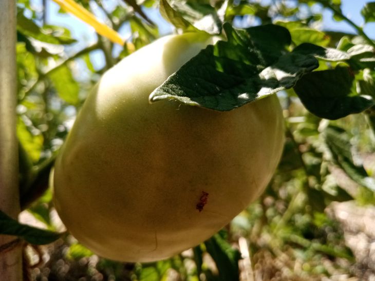 Pourquoi les feuilles de tomates jaunissent : causes et solutions au problème Tomates