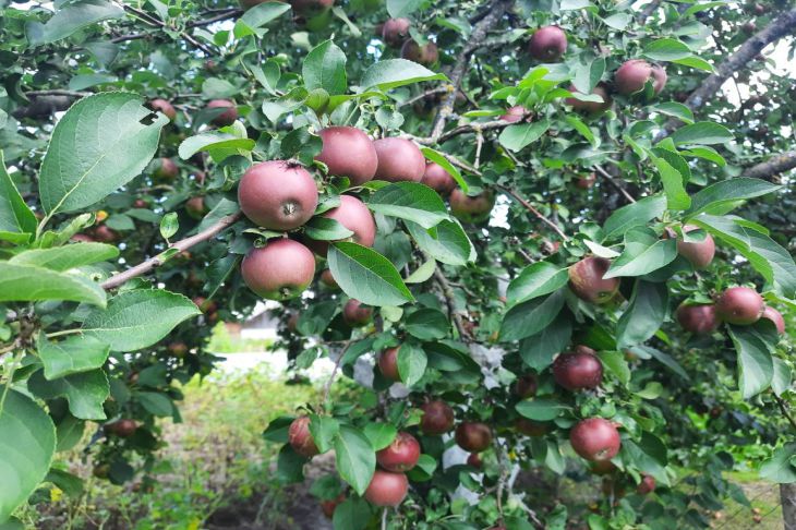 How to understand that there is nothing to save: a sure sign of a frozen tree Apple