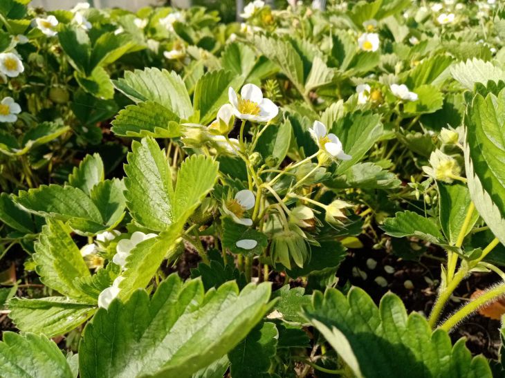 Lunar calendar for gardeners and horticulturists from January 23 to 29: what is recommended to plant Strawberry Flowers