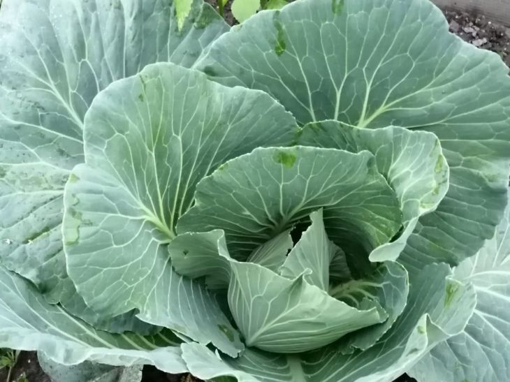 A Piece of Yarn and Cotton Wool: How to Get Rid of Caterpillars in Your Garden for the Whole Summer Cabbage