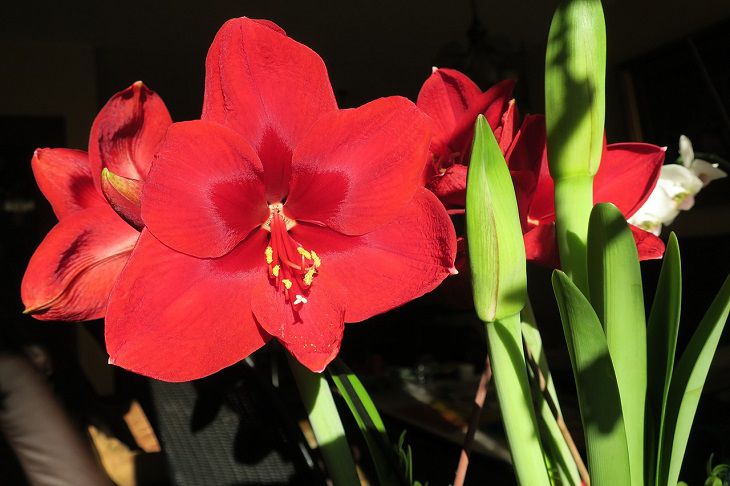 Bright flowers will bloom in March: tricks that will make hippeastrum bloom Gippeastrum