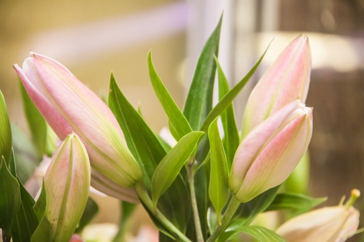 Without these actions, tulips will quickly fade: how to prolong the “life” of a bouquet Flowers
