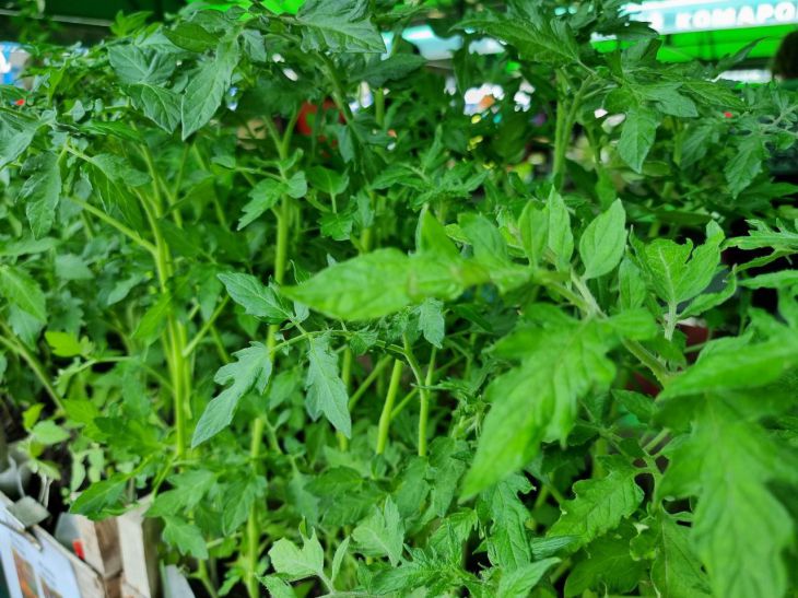 Can plants get burned by a phytolamp: here's what mistake leads to the death of seedlings Tomatoes