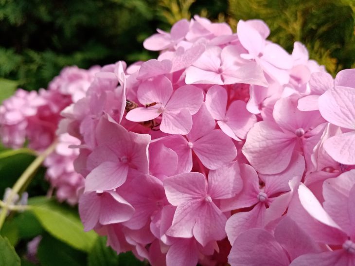 What flowers are time to sow in January: the main rule for seedlings Flower