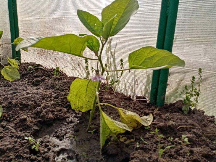 Plant 