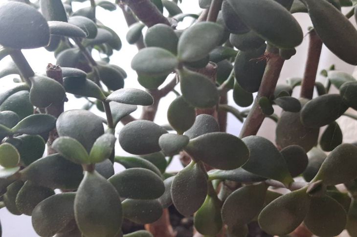 Is it possible to grow a money tree in the form of a bush? Plant