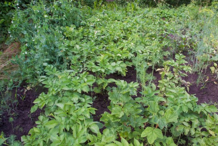 This Weed Is Worse Than Poison for Wireworms: Here's a Plant That Will Save the Crop Potato