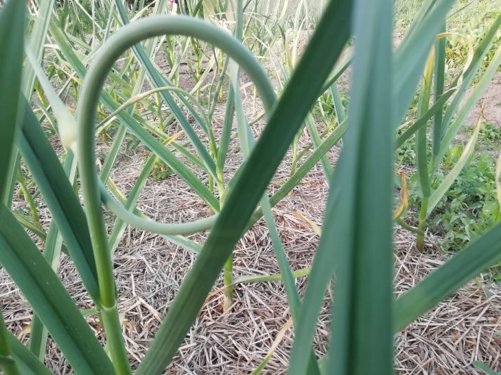 Ce qui est le plus important dans l'alimentation de l'ail : conseils pour le printemps et l'été Ail