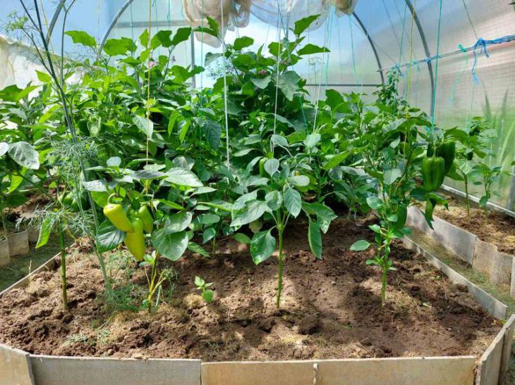 Why you need foil when growing seedlings: a trick that amazes with its simplicity Seedling