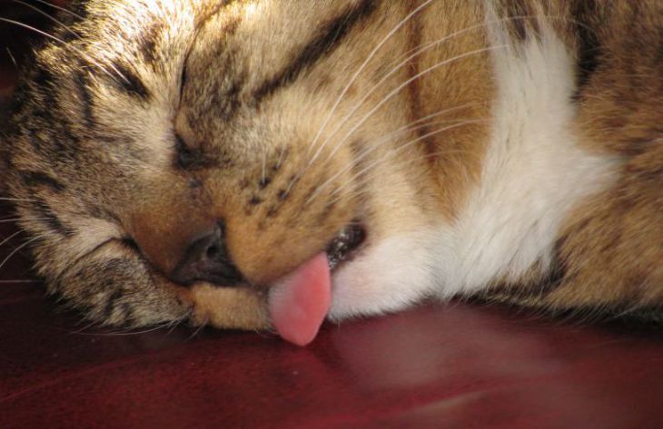 Por qué los gatos se lamen las patas: los expertos han nombrado 3 posibles razones gato