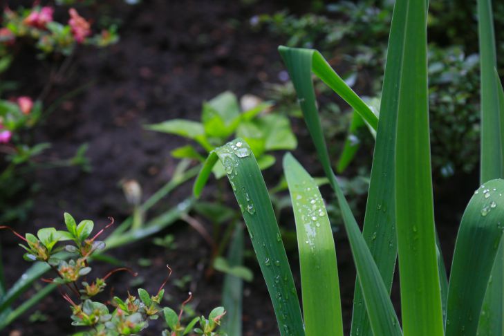 What simple trick will allow you to get rid of couch grass forever: experienced gardeners revealed the secret enter