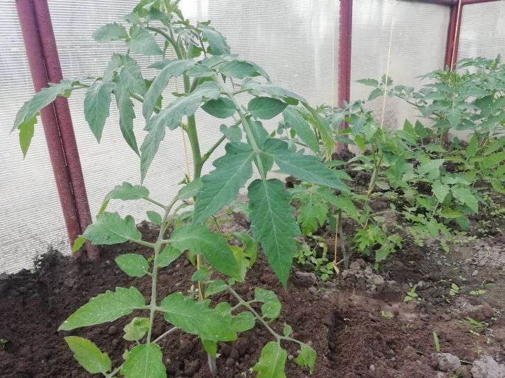 Que faire si la tige d'un plant de tomate devient noire : pourquoi les plants tombent-ils malades et pour quoi les traiter Tomates
