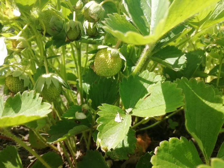 Pourquoi les fraises poussent petites et aigres : 9 raisons qui déterminent le goût des baies Fraise