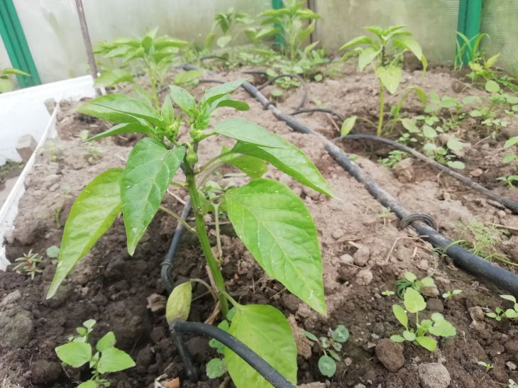 Comment bien cueillir les poivrons : 5 secrets des plants trapus Semis