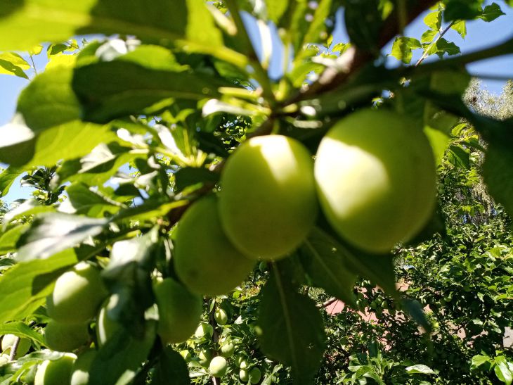 How to Get Rid of Plum Weed Under a Tree: Forget About Herbicides Plum