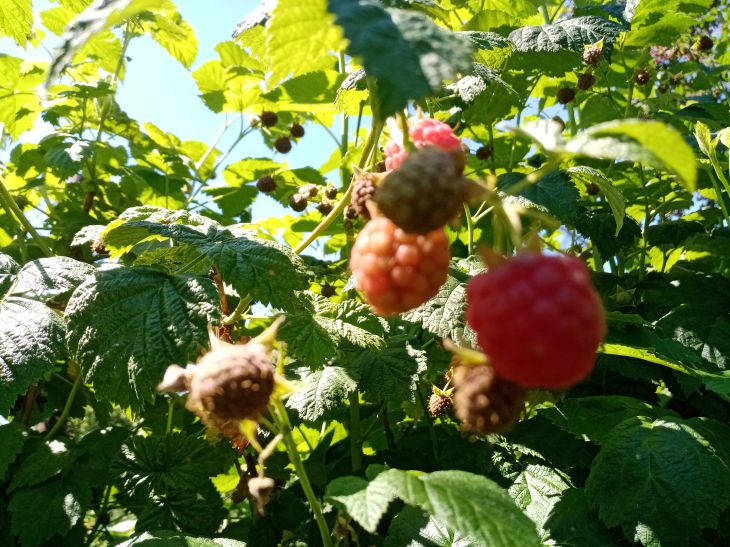 Comment entretenir les framboises au printemps : 5 règles importantes pour une bonne récolte Framboise