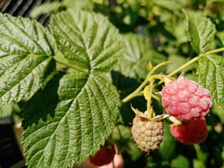 Les principales règles d'entretien des framboisiers après la récolte Framboise
