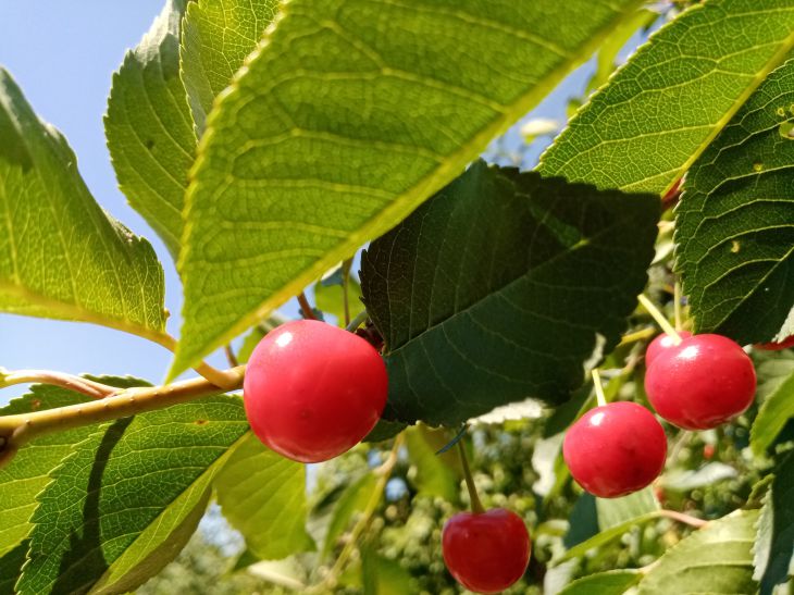 Pourquoi les feuilles de cerisier jaunissent : des résidents d'été expérimentés ont révélé la raison principale cerise