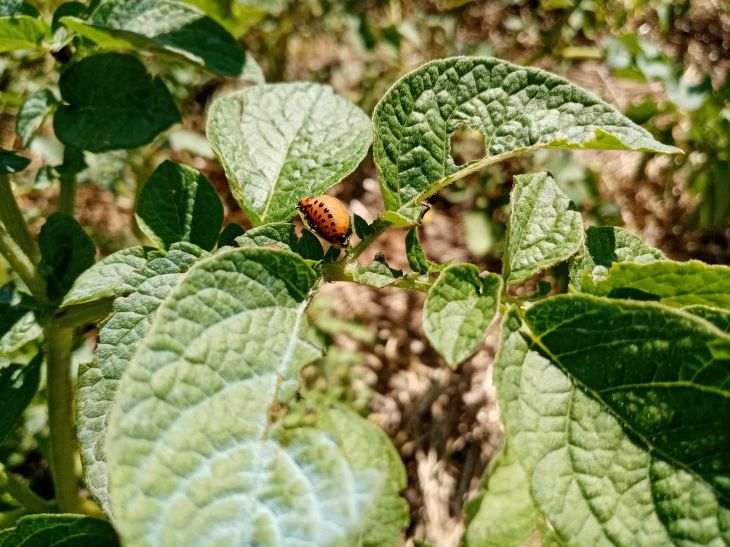 À quelle fréquence devez-vous traiter les pommes de terre : se débarrasser des maladies et des ravageurs à temps Pommes de terre