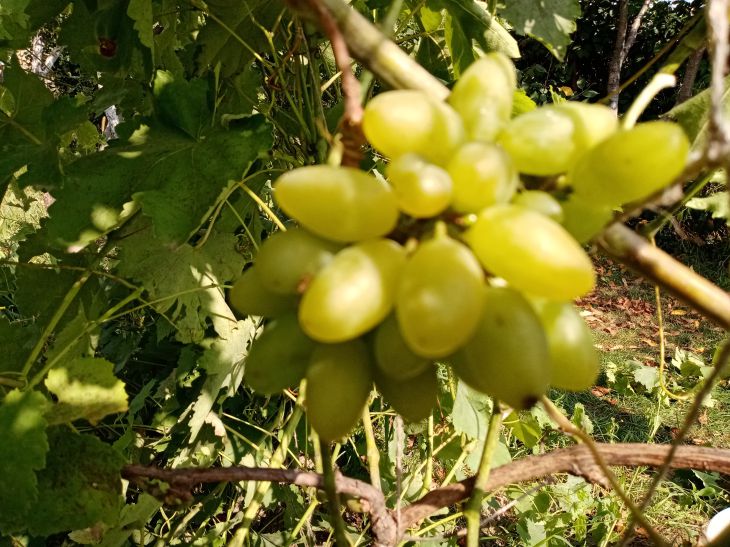 Taches blanches sur les feuilles de vigne : que faire pour les protéger des maladies Raisin