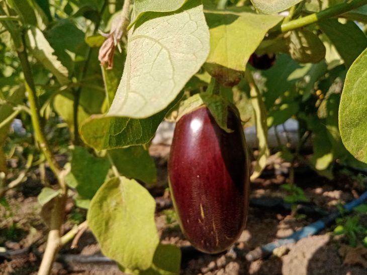 4 secrets pour obtenir une bonne récolte d'aubergines. Qu’est-ce qu’une plante aime et n’aime pas ? Aubergine