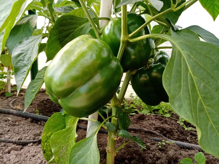 How to choose the right pepper variety: a guarantee of a fruitful summer Pepper