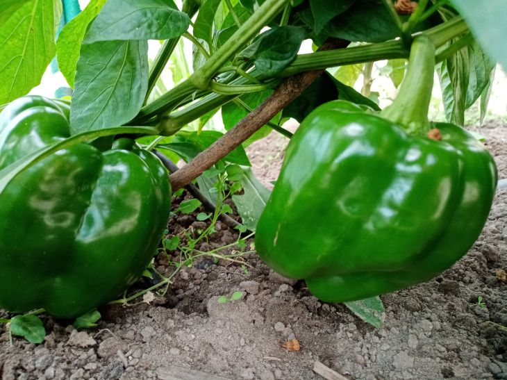 How to Prepare Pepper Seeds for Planting in January: A Hassle-Free Garden Pepper