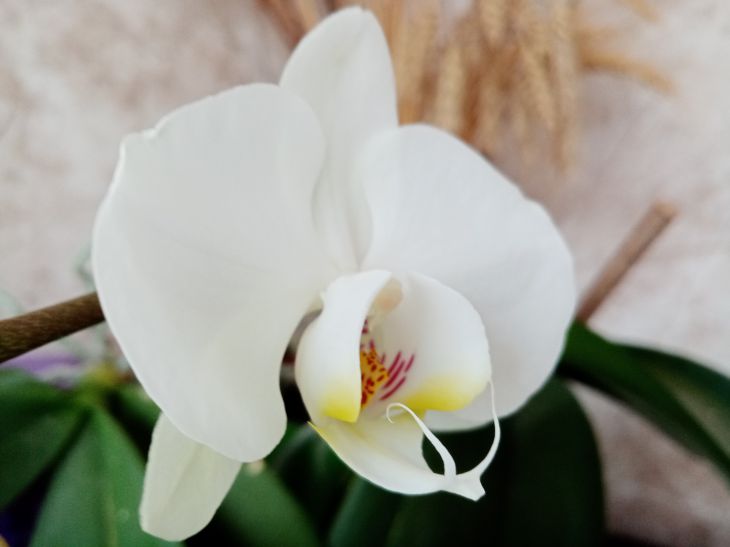 Comment restaurer une orchidée aux racines sèches pour qu'elle refleurisse magnifiquement et sauvagement Orchidée