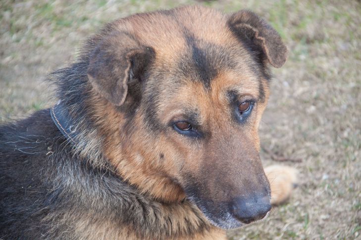 Why Dogs Don't Like Walking in the Rain: Experts Reveal Reasons Many People Don't Know dog