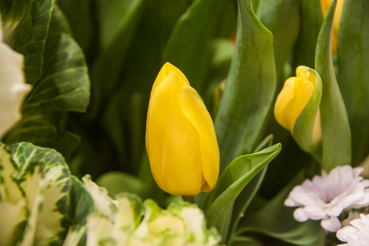 How to Grow Tulips on a Windowsill in Winter: 5 Important Tips Tulips