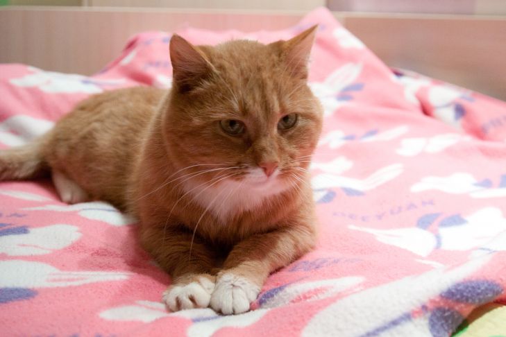 What breeds of cats are considered the smartest: not everyone knows about it cat