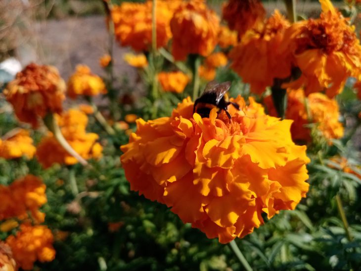 Wann Blumensämlinge gesät werden sollten: Zeitpunkt und Empfehlungen von Experten Blumen