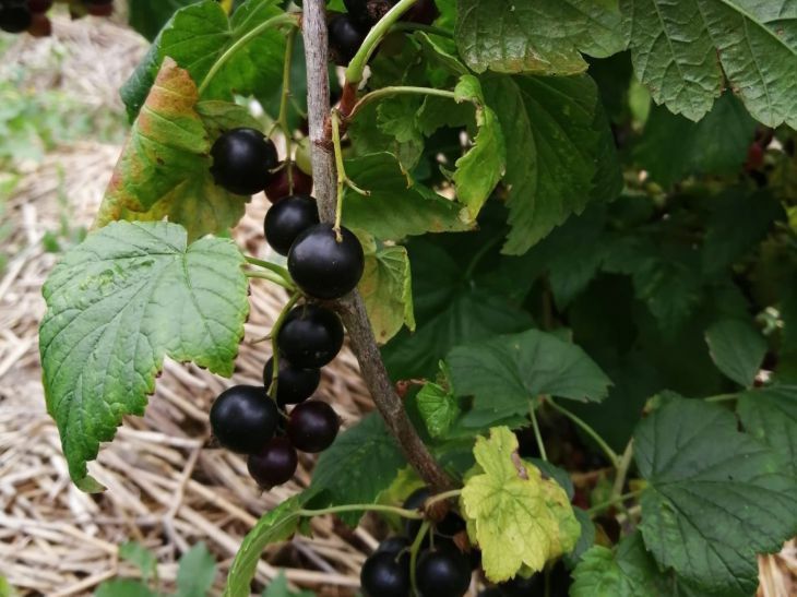 Mit diesem einfachen Dünger werden die Johannisbeeren groß Johannisbeere