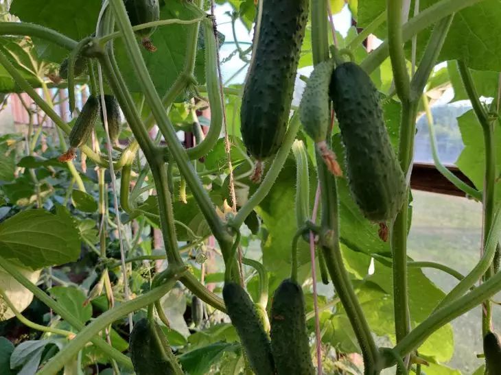 Donnez aux concombres de l'iode et du vert brillant : une excellente nutrition et un salut contre les maladies concombres