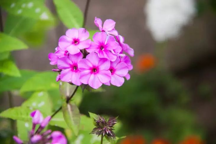 Why You Should Put Matches in Pots with Indoor Plants: A Trick Not Everyone Knows flowers
