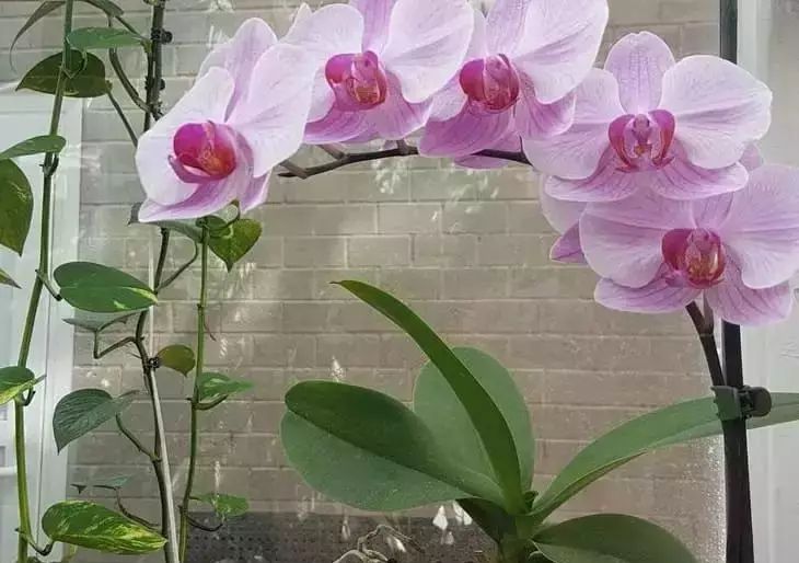 How to make an orchid produce new buds and bloom profusely again. Effective methods Orchid