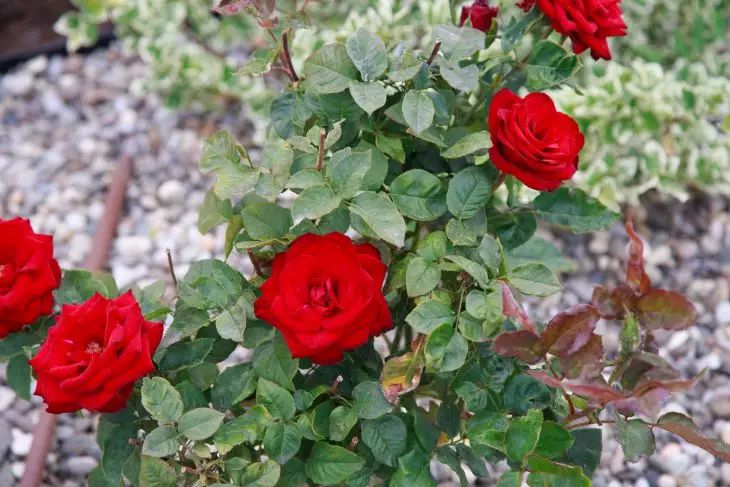 Mice Avoid Roses: 3 Main Tips for Preserving Flowers That Every Housewife Should Know Roses