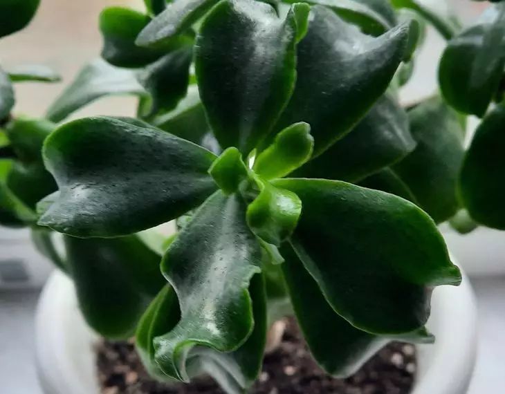 How to feed a money tree so that it blooms beautifully and brings good luck flower