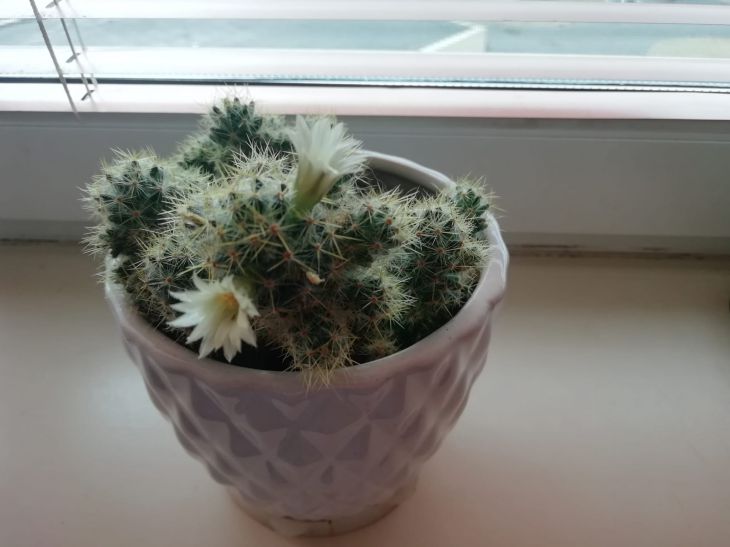 Cacti in a pot