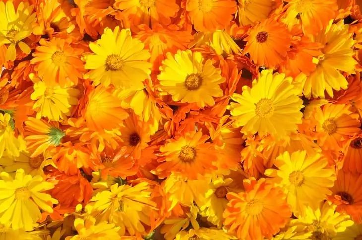 Pourquoi mettre du calendula dans sa poche : une astuce secrète de ménagères avisées calendula