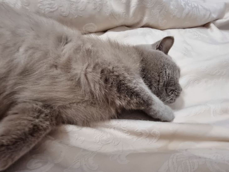 Warum ist die Katze bei dir eingeschlafen? Katze