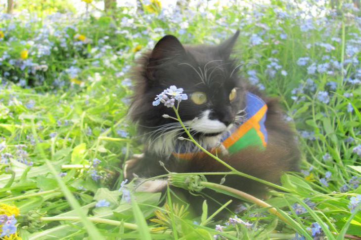 How to keep a cat away from seedlings: two ways to protect seedlings at once Cat