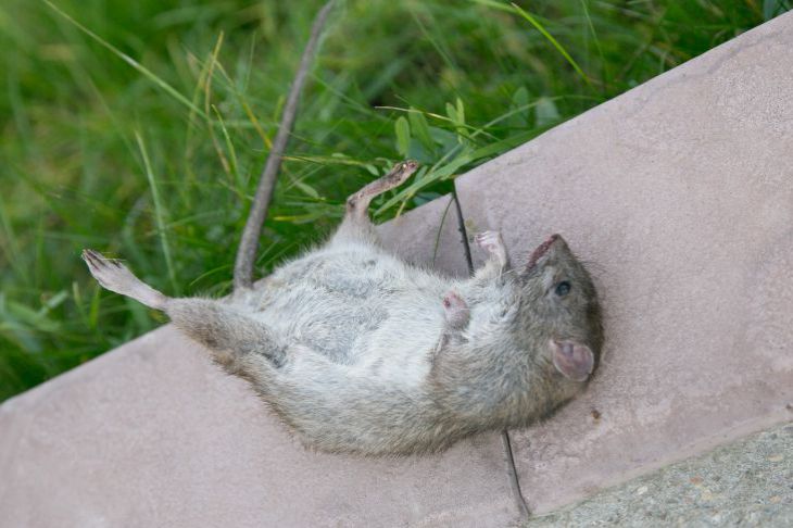 Que planter sur son site pour oublier les visites des souris : liste complète Souris