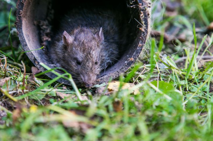 What smells mice fear like fire, or how to save your house from rodents Mouse