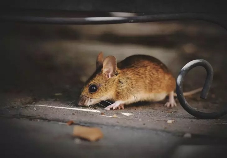 Plantez chaque année et il n’y aura plus de souris dans le jardin : soyez attentif Souris