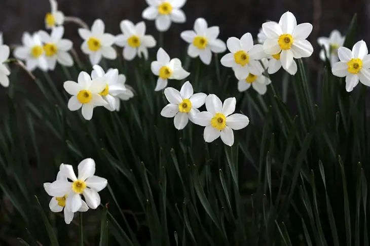 Was man in der Sonne pflanzen sollte: 3 Pflanzen, die Hitze und Trockenheit lieben Blumen
