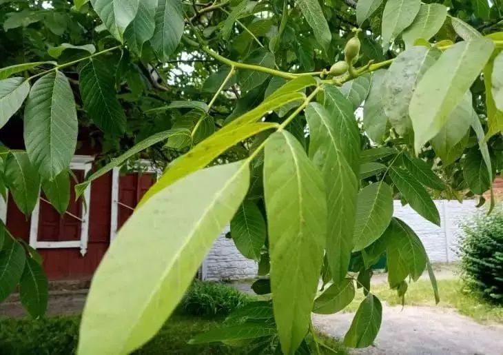 Traitement printanier des arbres contre les ravageurs avant même le début de la floraison Arbre