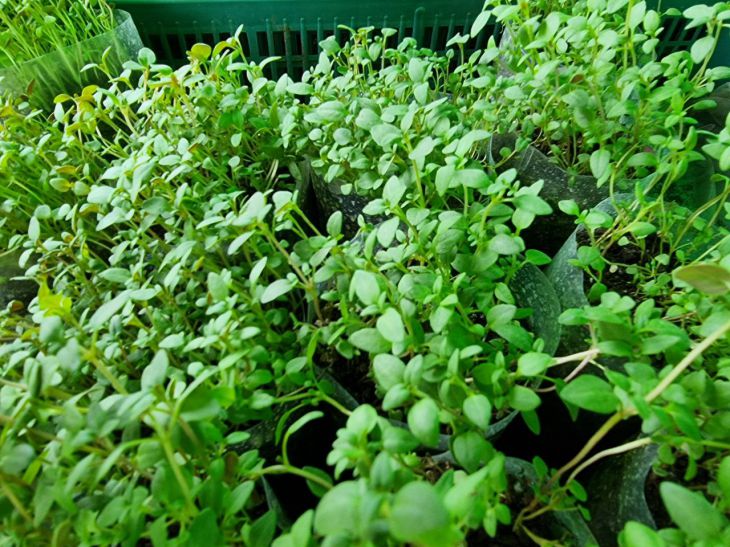 What to add to the soil to get rid of soil flies and blackleg at once: protect your seedlings Seedling
