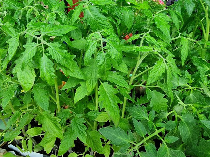 It's easy to prepare and the benefits are enormous: fertilizer for seedlings and indoor plants made from just one ingredient Seedling